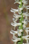 Great Plains lady's tresses